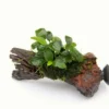 Nanowood+Saugnapf Mit Kleinstes Zwergspeerblatt / Anubias 'Petite' Oder 'Bonsai' Auf Wurzel+Sauger 2 Nanowood+Saugnapf Mit Kleinstes Zwergspeerblatt / Anubias 'Petite' Oder 'Bonsai' Auf Wurzel+Sauger -Hobby Verkäufe 30170DE 1