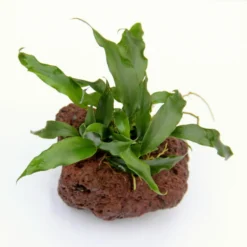 Lavastein Mit Kleines Speerblatt / Anubias Barteri Var. Glabra - Minima Auf Lavastein