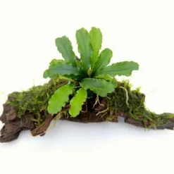 Wurzel Mit Bucephalandra Spec. Wavy Leaf Auf Wurzel