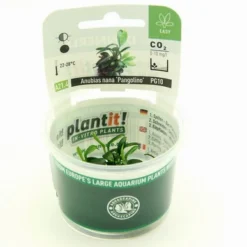 In-Vitro Pangolin-Speerblatt / Anubias Barteri Var. Nana 'Pangolino' Von Dennerle