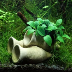 Dennerle Garnelen Amphore Mit Anubias 'Petite' Oder 'Bonsai' / Kleinstes Zwergspeerblatt -Hobby Verkäufe 30217DE 1 3