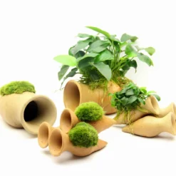 Dennerle Garnelen Amphore Mit Anubias 'Petite' Oder 'Bonsai' / Kleinstes Zwergspeerblatt -Hobby Verkäufe 30217DE 1 5