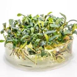 In-Vitro Bucephalandra Micrantha "Mini Needle Leaf" *TOP-RARITÄT* Von DENNERLE -Hobby Verkäufe 30267DE 1 4