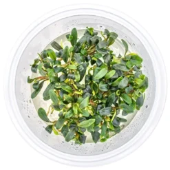 In-Vitro Bucephalandra Micrantha "Mini Needle Leaf" *TOP-RARITÄT* Von DENNERLE -Hobby Verkäufe 30267DE 1 6