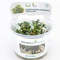 In-Vitro Bucephalandra Micrantha "Mini Needle Leaf" *TOP-RARITÄT* Von DENNERLE -Hobby Verkäufe 30267DE 1 8