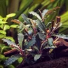 Bucephalandra Spec. Red Scorpio Im Topf ***RARITÄT***