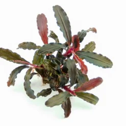 Bucephalandra Spec. Red Scorpio Im Topf ***RARITÄT*** -Hobby Verkäufe 30511DE 1 4