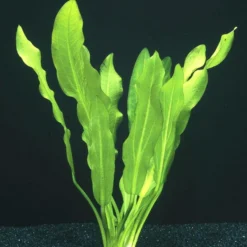 Gewelltblättrige Schwertpflanze / Echinodorus Major (Echinodorus Martii) -Hobby Verkäufe 31aPP 1 4