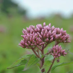 Roter Wasserhanf - Purpurroter Wasserdost / Eupatorium Purpureum Im 9x9 Cm Topf