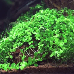 In-Vitro Monte-Carlo Zwergperlkraut / Micranthemum 'Monte Carlo'