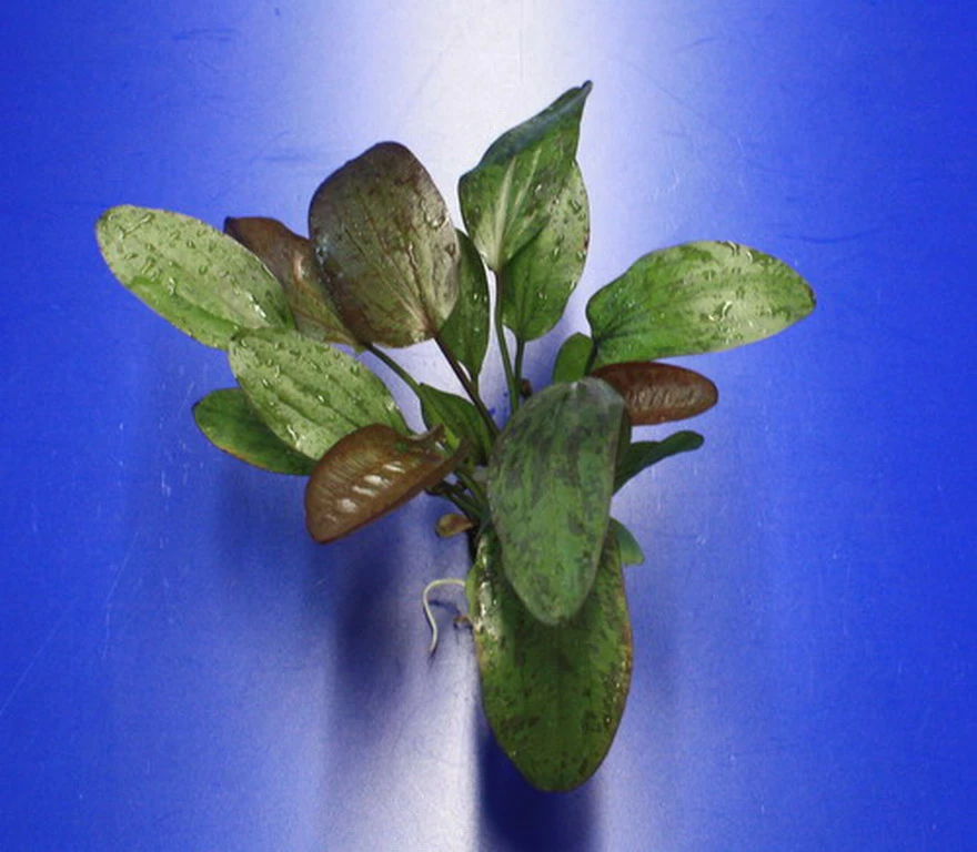 Fancy Twist Schwertpflanze / Echinodorus 'Fancy Twist' 3 Fancy Twist Schwertpflanze / Echinodorus 'Fancy Twist'