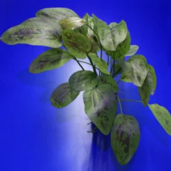 MUTTERPFLANZE Fancy Twist Schwertpflanze / Echinodorus 'Fancy Twist'