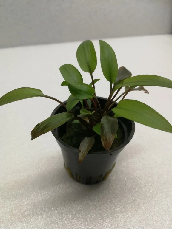 Grünblättriger Wasserkelch / Cryptocoryne 'Viridifolia' 3 Grünblättriger Wasserkelch / Cryptocoryne 'Viridifolia'