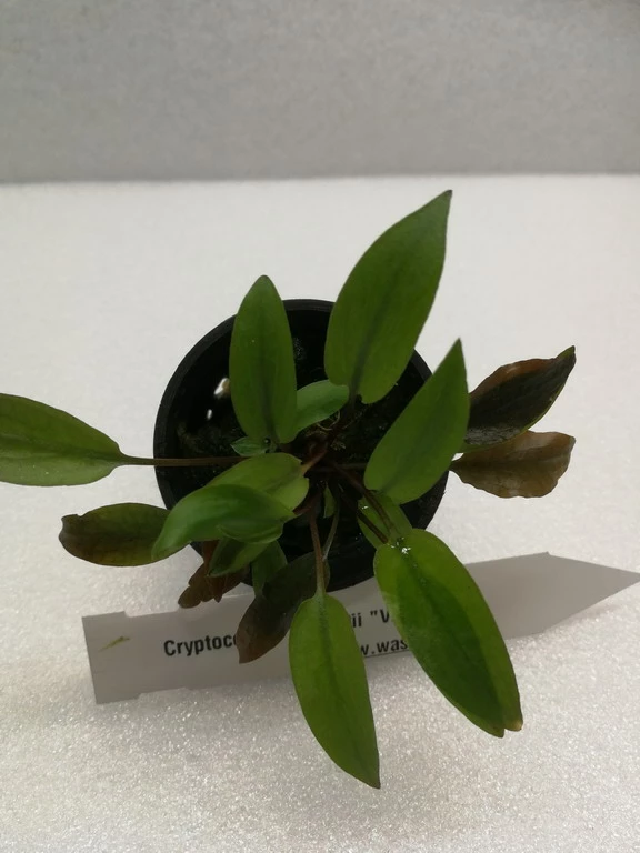 Grünblättriger Wasserkelch / Cryptocoryne 'Viridifolia' 4 Grünblättriger Wasserkelch / Cryptocoryne 'Viridifolia' – Bild 2