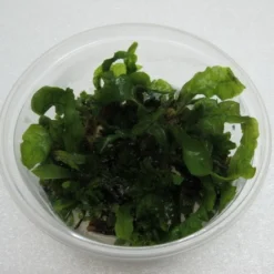 XL In-Vitro Gewellter Javafarn / Microsorum Pteropus 'latifolius'