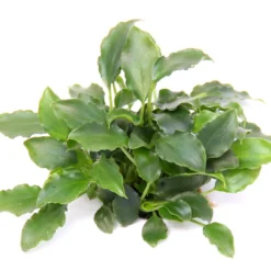 Schismatoglottis Prietori Im Topf