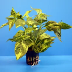 Nomaphila Variegata / WEISS-GRÜN Marmorierter Wasserfreund