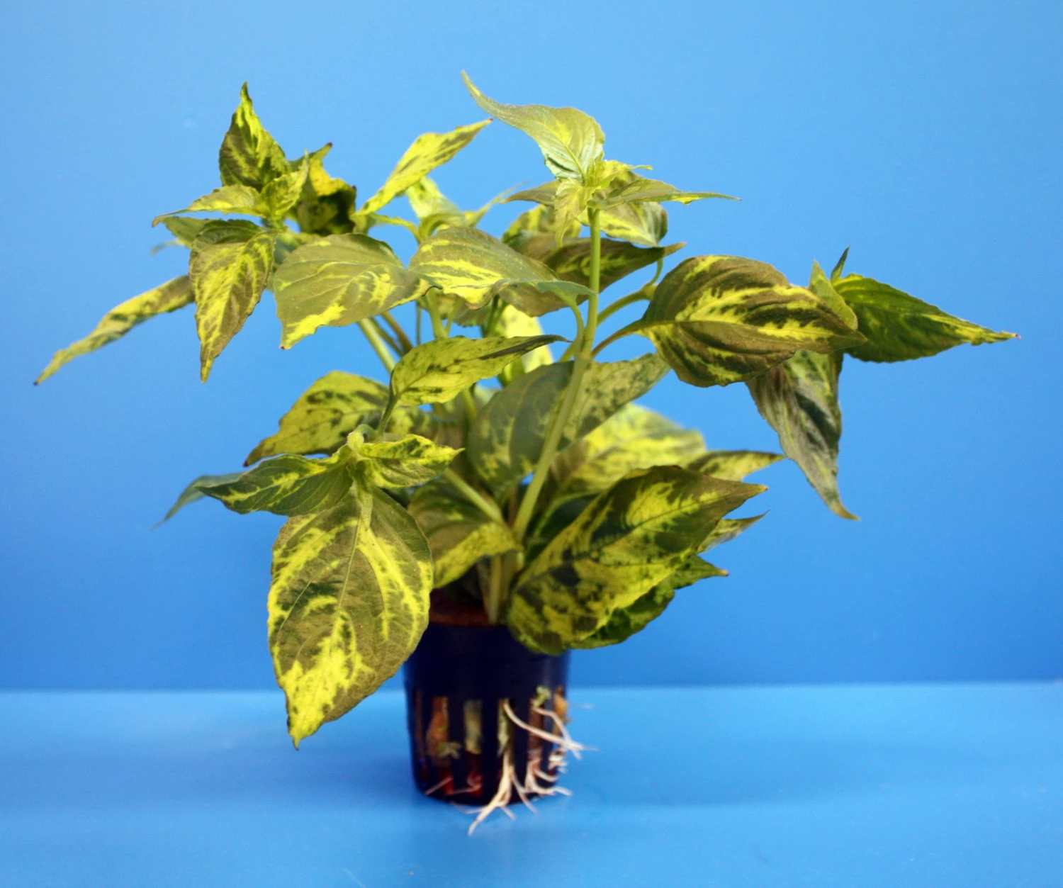 Nomaphila Variegata / WEISS-GRÜN Marmorierter Wasserfreund 3 Nomaphila Variegata / WEISS-GRÜN Marmorierter Wasserfreund