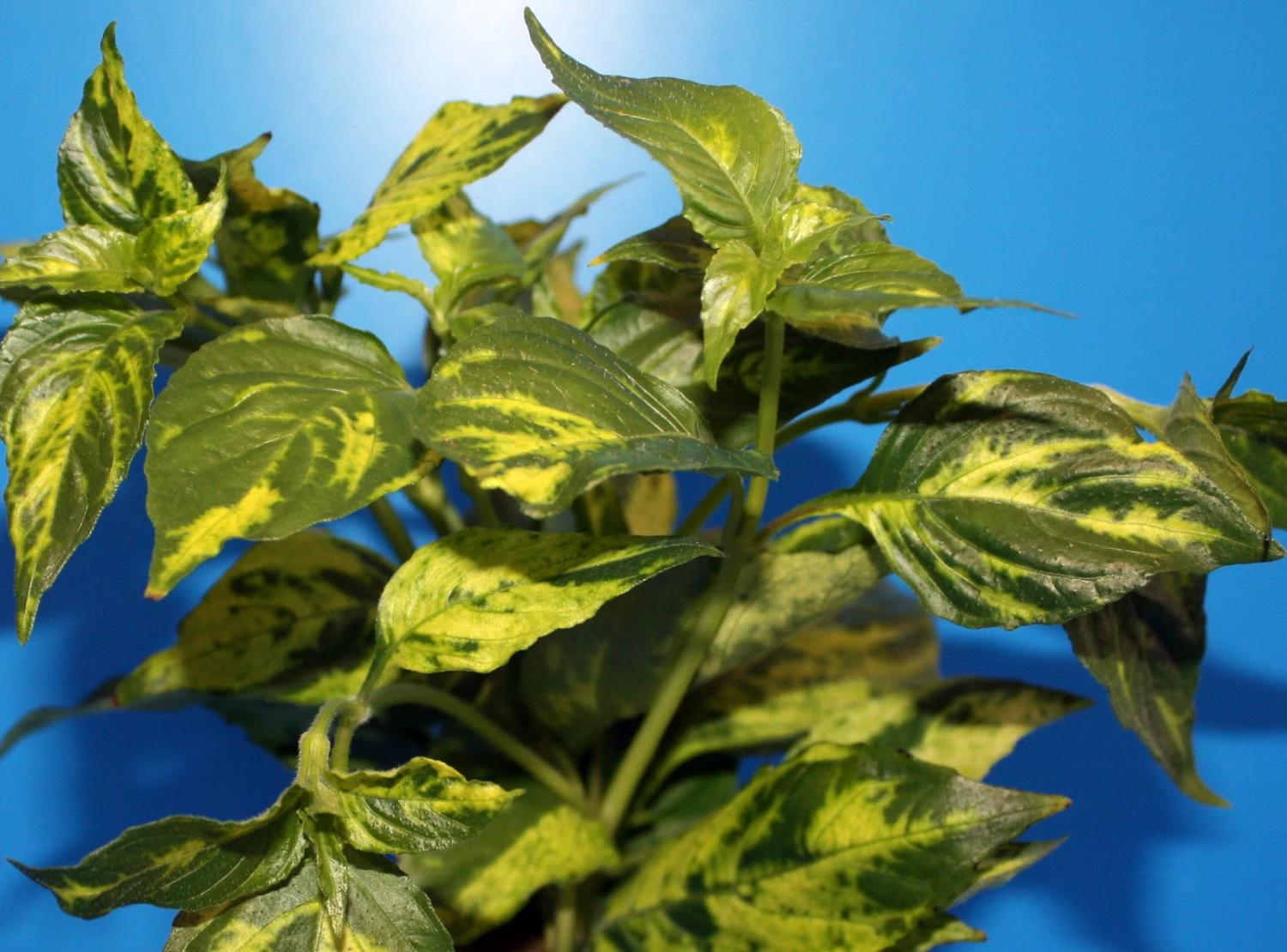 Nomaphila Variegata / WEISS-GRÜN Marmorierter Wasserfreund 4 Nomaphila Variegata / WEISS-GRÜN Marmorierter Wasserfreund – Bild 2