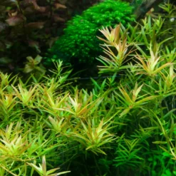 1-2-GROW! Rotala 'Vietnam H'ra'