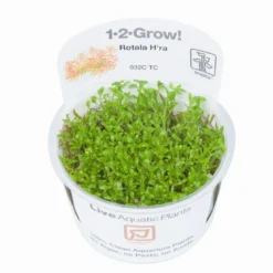1-2-GROW! Rotala 'Vietnam H'ra' -Hobby Verkäufe 32CTC T 1 3