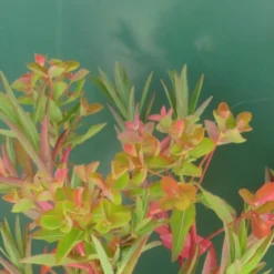 Sumpfwolfsmilch, Gelb / Euphorbia Palustris Im 9x9 Cm Topf