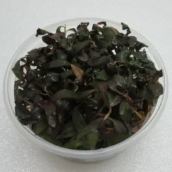 XL In-Vitro Dunkelroter Wasserknöterich / Persicaria Sp. 'Sao Paulo'