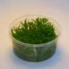 XL In-Vitro Kleiner Stern 'Daonoi' - Sternkraut / Pogostemon Helferi 2 XL In-Vitro Kleiner Stern 'Daonoi' - Sternkraut / Pogostemon Helferi -Hobby Verkäufe 333DZ 1 2