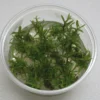 XL In-Vitro Pogostemon Yatabeanus (Eusteralis Yatabeana) -Hobby Verkäufe 336DZ 1 1