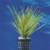 Japanisches Oder Kleines Fadenkraut / Blyxa Japonica Im Topf -Hobby Verkäufe 342DE 1