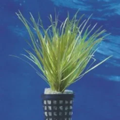 Japanisches Oder Kleines Fadenkraut / Blyxa Japonica Im Topf