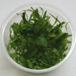 In-Vitro Ranalisma Rostratum - Kleiner, Hellgrüner Bodendecker