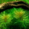 Mato-Grosso-Tausendblatt / Myriophyllum Mattogrossense