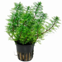 Mato-Grosso-Tausendblatt / Myriophyllum Mattogrossense -Hobby Verkäufe 37 T 1 2