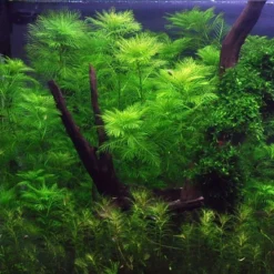 Mato-Grosso-Tausendblatt / Myriophyllum Mattogrossense -Hobby Verkäufe 37 T 1 4