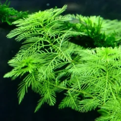 Mato-Grosso-Tausendblatt / Myriophyllum Mattogrossense -Hobby Verkäufe 37 T 1 6