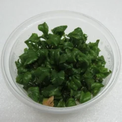 XL In-Vitro Wassermeerrettich / Rorippa Aquatica