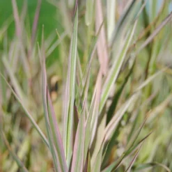 Buntlaubiger-Gebänderter Wasserschwaden / Glyceria Maxima 'Variegata' Im 9x9 Cm Topf