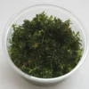 XL In-Vitro Rotala Sp. "H'Ra" 1 XL In-Vitro Rotala Sp. "H'Ra" -Hobby Verkäufe 395DZ 1 1