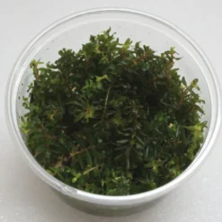 XL In-Vitro Rotala Sp. "H'Ra"