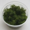 XL In-Vitro Rotala Sp. Round Leaf -Hobby Verkäufe 397DZ 1 1