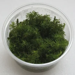 XL In-Vitro Rotala Sp. Round Leaf