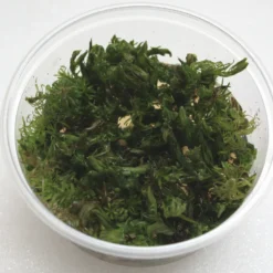 XL In-Vitro Rotala Sp. "Vietnam"