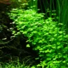 1-2-GROW! Hydrocotyle Sp. 'Japan' (Hydrocotyle Cf. Tripartita) -Hobby Verkäufe 39BTC T 1 1