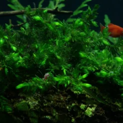 1 - 2-GROW! Quellmoos - Willow Moss / Fontinalis Antipyretica