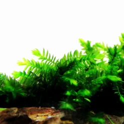 1 - 2-GROW! Quellmoos - Willow Moss / Fontinalis Antipyretica -Hobby Verkäufe 3FTC T 1 5