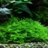 1-2-GROW! Stachelmoos / Taxiphyllum Spec. Spiky-Moss Von TROPICA, Moos -Hobby Verkäufe 3GTC T 1 2