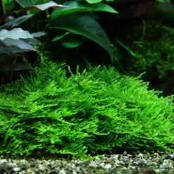 1-2-GROW! Stachelmoos / Taxiphyllum Spec. Spiky-Moss Von TROPICA, Moos