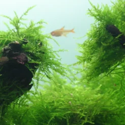 Java-Moos Auf Lavastein / Taxiphyllum Barbieri - Javamoos -Hobby Verkäufe 3YLS T 1 4