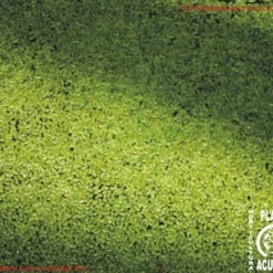 Kleine Wasserlinsen (Entengrütze) / Lemna Minor (Lemnar)